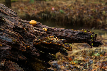 Mushroom on Log