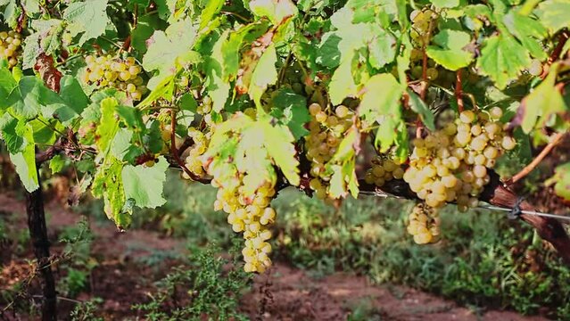  fresh grape bunches in sunny day waiting for harvesting . High quality FullHD footage
