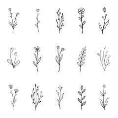 hand drawn plants botanical elements vector
