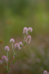 flowers in the garden