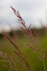 grass in the wind