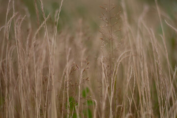 grass in the wind