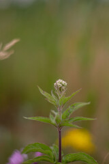 flowers in the garden