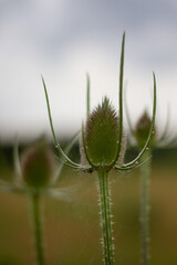thistle in bloom