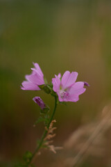 Fototapeta premium flower in the garden