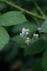 flower in the garden