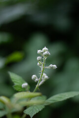 flower in the garden