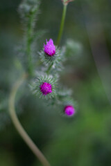 flower in the garden