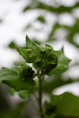flower in the garden