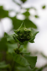 flower in the garden
