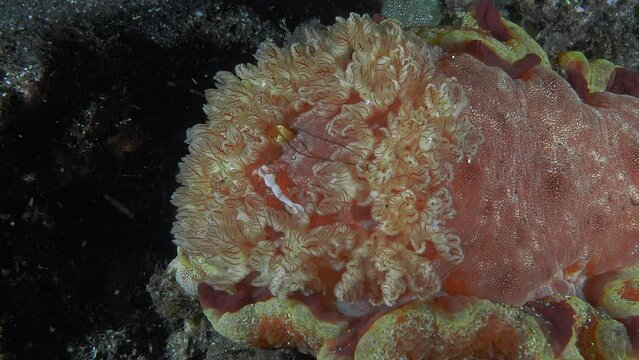 The Great Red Nudibranch sits at night on the seabed in a strong current. The current moves its gills in which the Emperor shrimp (Zenopontonia Rex) hides.
Spanish Dancer (Hexabranchus sanguineus).