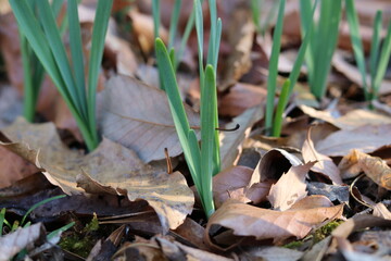 Daffodil green leaves
