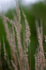 wheat field in summer grass in the wind