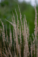 wheat field in summer grass in the wind