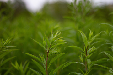 Obraz premium flower in the garden