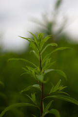 flower in the garden