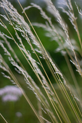 wheat field in summer grass in the wind