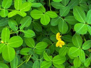 yellow flowers in the garden