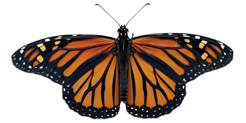 Obraz premium Monarch Butterfly Isolated on Transparent Background