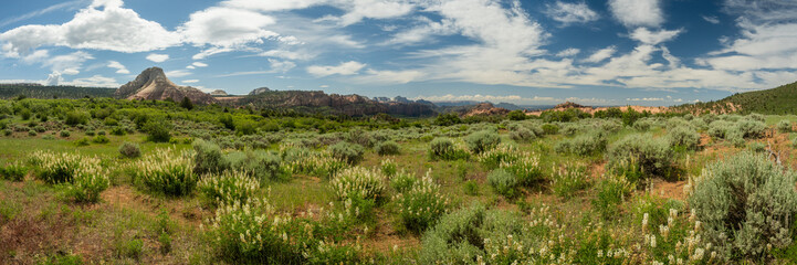 Naklejka premium Panorama Of White Lupine Blooms In Kolob Terrace
