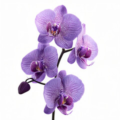 Fototapeta na wymiar purple orchid isolated on white background