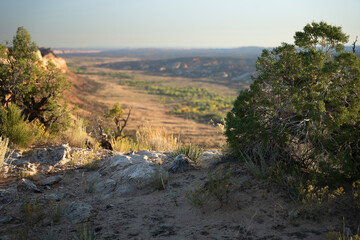 A Juniper Observer