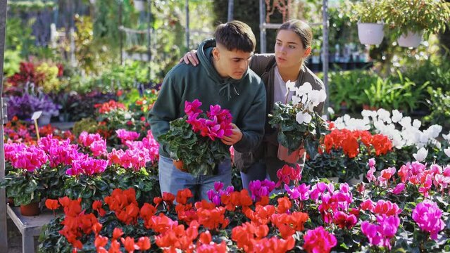 Young married couple customer choosing potted cyclamen in container garden shop. High quality 4k footage
