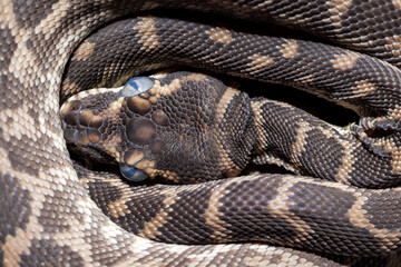 Close up of Australian Rough-scaled Python with opaque eyes prior to sloughing skin.