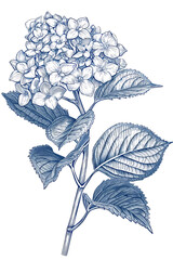 Hydrangea single stem vintage floral botanical flower print