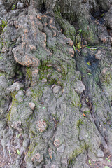 Closeup highlights knobby bark on very old hardwood tree