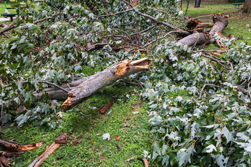 Large tree branch lays shattered in pieces after severe weather