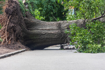 Massive old tree lays fallen in park after severe storm