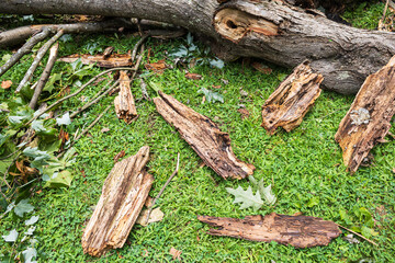 Tree branch lays shattered in pieces after severe weather