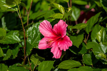 Maroon and Pink Hibiscus Flower with Green Leaves.