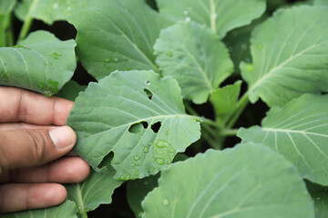 warm eating leaf of vegetable in organic farm with hand showing. organic plant farm concept.
