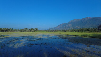 Villukuri paddy field and western ghats mountain range kanyakumari, Tamil Nadu