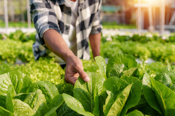 Close up hand man for checking fresh green oak lettuce salad, organic hydroponic vegetable in nursery farm. Farmer harvesting vegetables from hydroponics farm.