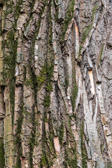 Bark texture and background of a old tree trunk. Detailed bark texture.