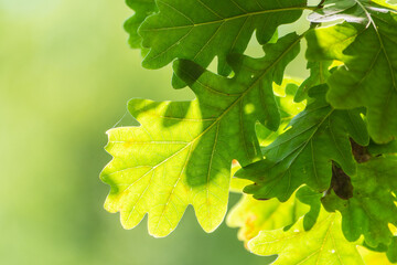 Green oak leaves background. Plant and botany nature texture. green oak leaves in woods