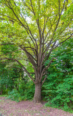 Old big oak tree in summer park