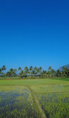 Villukuri paddy fields, bright blue sky, kanyakumari, Tamil Nadu