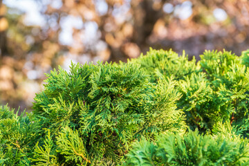 Thuja occidentalis green foliage. Green thuja tree branches, background.