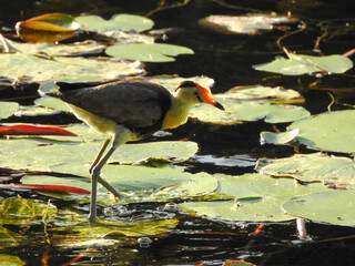 Comb-crested Jacana Looking for Insects