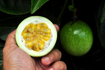 Passiflora edulis or passion fruit is both eaten and juiced
