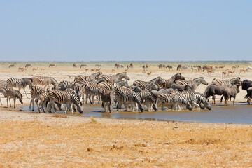 Herds of plains zebras, wildebeest and springbok at a waterhole, Etosha National Park, Namibia. - obrazy, fototapety, plakaty