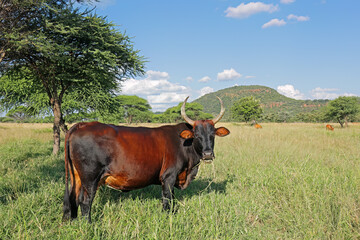A free-range cow in native grassland on a rural farm, South Africa.