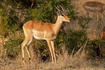 A young impala antelopes (Aepyceros melampus) in natural habitat, Kruger National Park, South Africa.