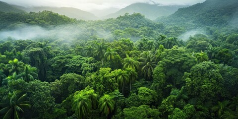 view of a lush rainforest canopy from above, with diverse plant life and a sense of untouched natural beauty - obrazy, fototapety, plakaty