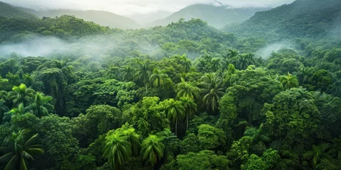 Fotobehang view of a lush rainforest canopy from above, with diverse plant life and a sense of untouched natural beauty © DailyStock