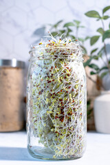 Broccoli sprouts in the Manson jar for heealthy eating.